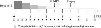 Serial Monitoring of Immune Markers Being Represented Regulatory T Cell/T Helper 17 Cell Ratio: Indicating Tolerance for Tapering Immunosuppression after Liver Transplantation